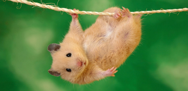 helemor-com-hamster